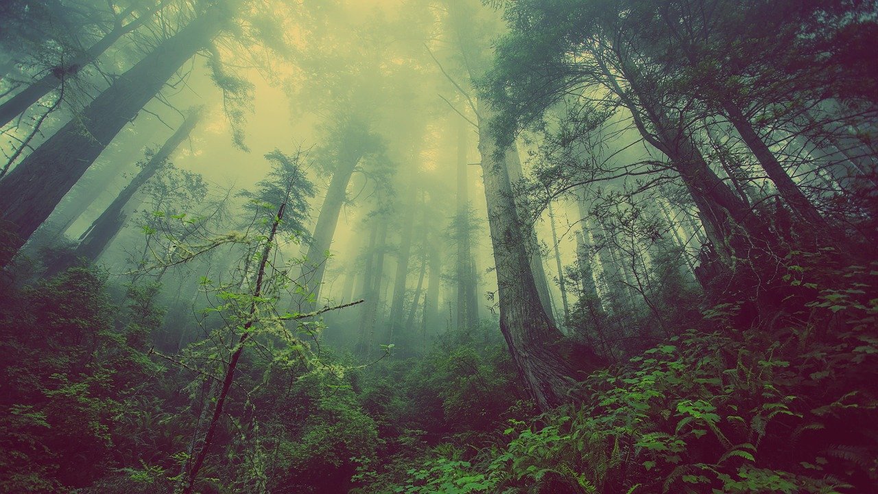 forest, mist, nature